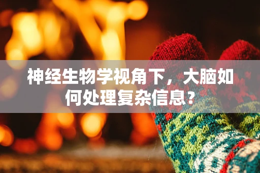 神经生物学视角下，大脑如何处理复杂信息？
