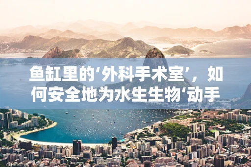 鱼缸里的‘外科手术室’，如何安全地为水生生物‘动手术’？