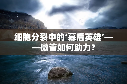 细胞分裂中的‘幕后英雄’——微管如何助力？