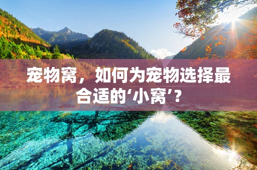 宠物窝，如何为宠物选择最合适的‘小窝’？
